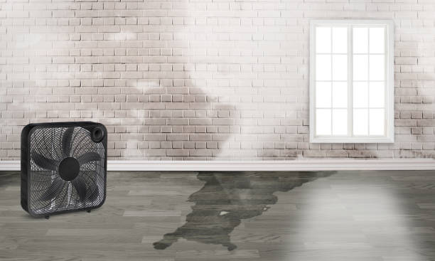 Best Carpet water damage restoration  in Plandome, NY